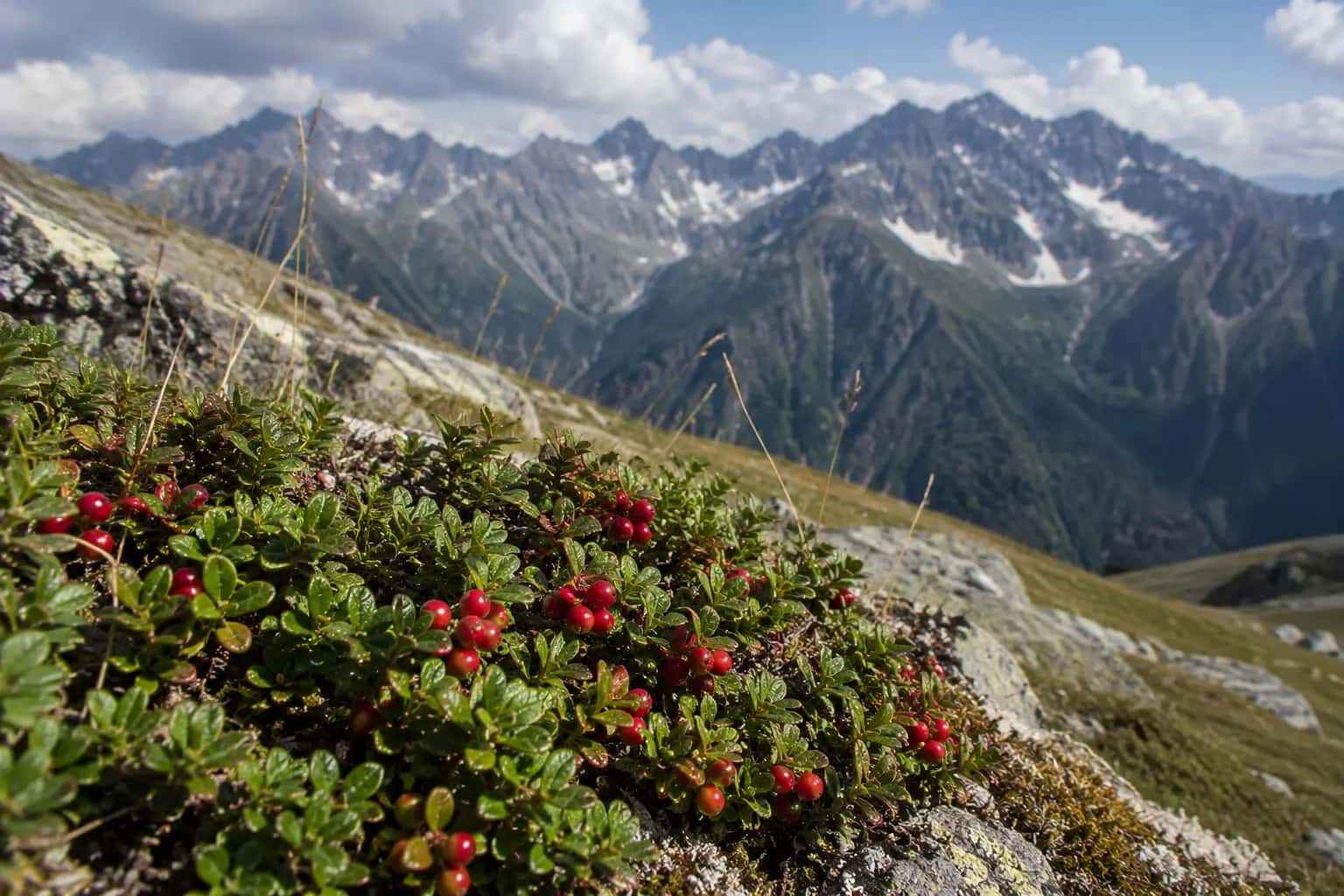 Berries and mushrooms