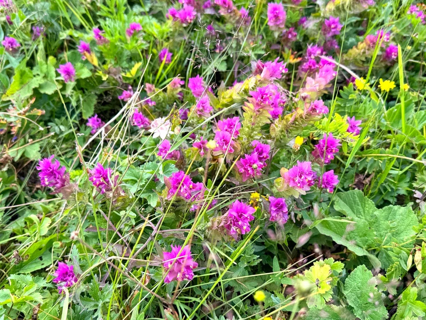 Nature diary