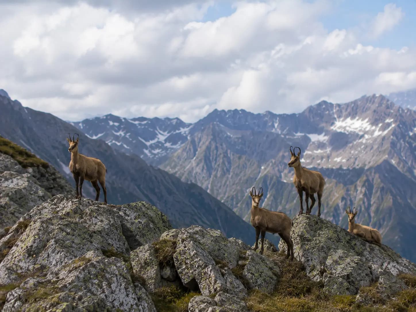 A Caucasian chamois on a rocky slope