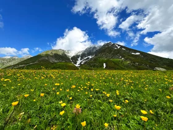 The Bzerpinsky Cornice in July